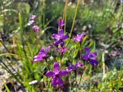 Elythranthera brunonis