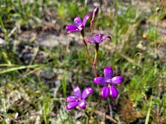 Elythranthera brunonis