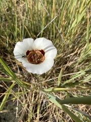 Calochortus vestae