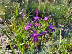 Elythranthera brunonis