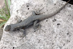 Sceloporus grammicus