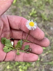 Erigeron procumbens