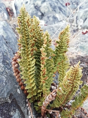 Dryopteris fragrans