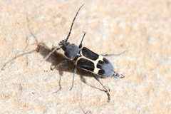 Calydon submetallicum