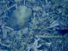 Epinephelus merra