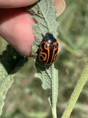 Calligrapha serpentina
