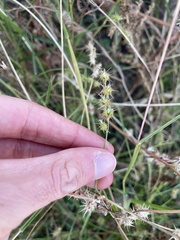 Cenchrus longispinus