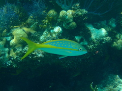 Ocyurus chrysurus