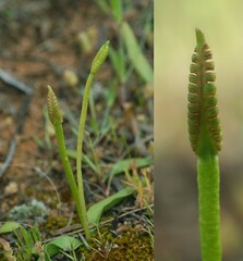 Ophioglossum polyphyllum