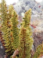 Dryopteris fragrans