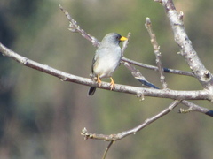Rhopospina alaudina