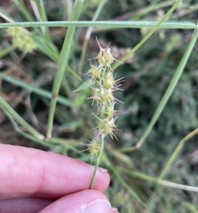 Cenchrus longispinus