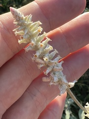 Froelichia floridana