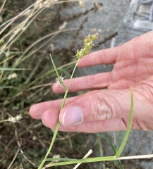 Cenchrus longispinus