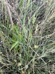 Cenchrus longispinus