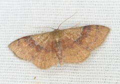 Leptostales ferruminaria