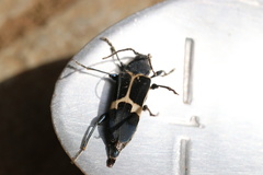 Calydon submetallicum