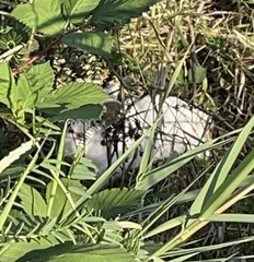 Oryctolagus cuniculus domesticus