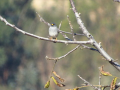 Rhopospina alaudina