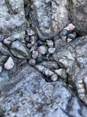 Littorina