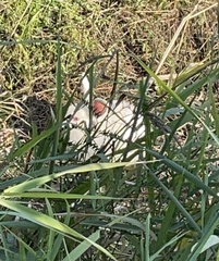 Oryctolagus cuniculus domesticus