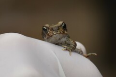 Rhinella limensis
