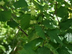 Corylus avellana
