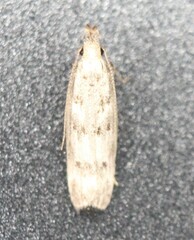 Dichomeris inversella