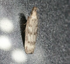 Dichomeris inversella