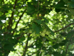 Corylus avellana