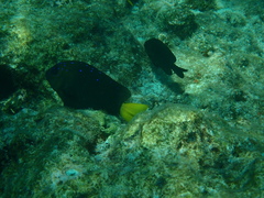 Microspathodon chrysurus