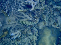 Epinephelus merra