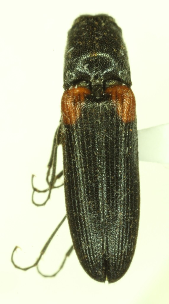 Gambrinus humidus
