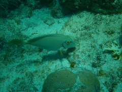 Acanthurus tractus