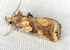 Plusiodonta compressipalpis