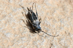 Calydon submetallicum