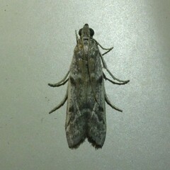Ephestia elutella