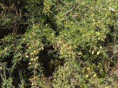 Acacia riceana