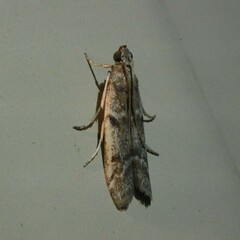 Ephestia elutella