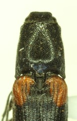 Gambrinus humidus
