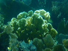 Millepora complanata