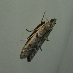 Ephestia elutella