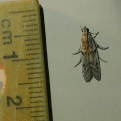 Ephestia elutella