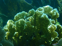 Millepora complanata