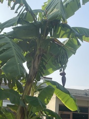 Musa × paradisiaca