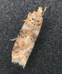 Sciota rubrisparsella