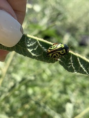 Calligrapha serpentina