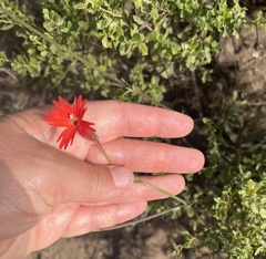 Silene laciniata laciniata