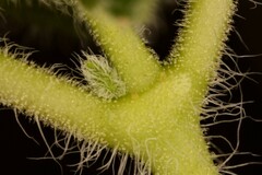 Matelea cynanchoides