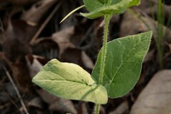 Matelea cynanchoides